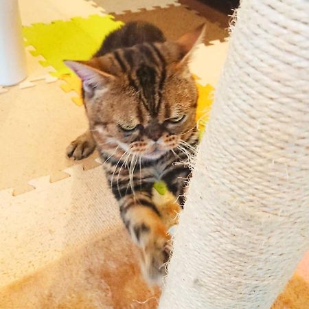 猫と断食の宿 Cat Inn Neko Kunisaki Exterior photo