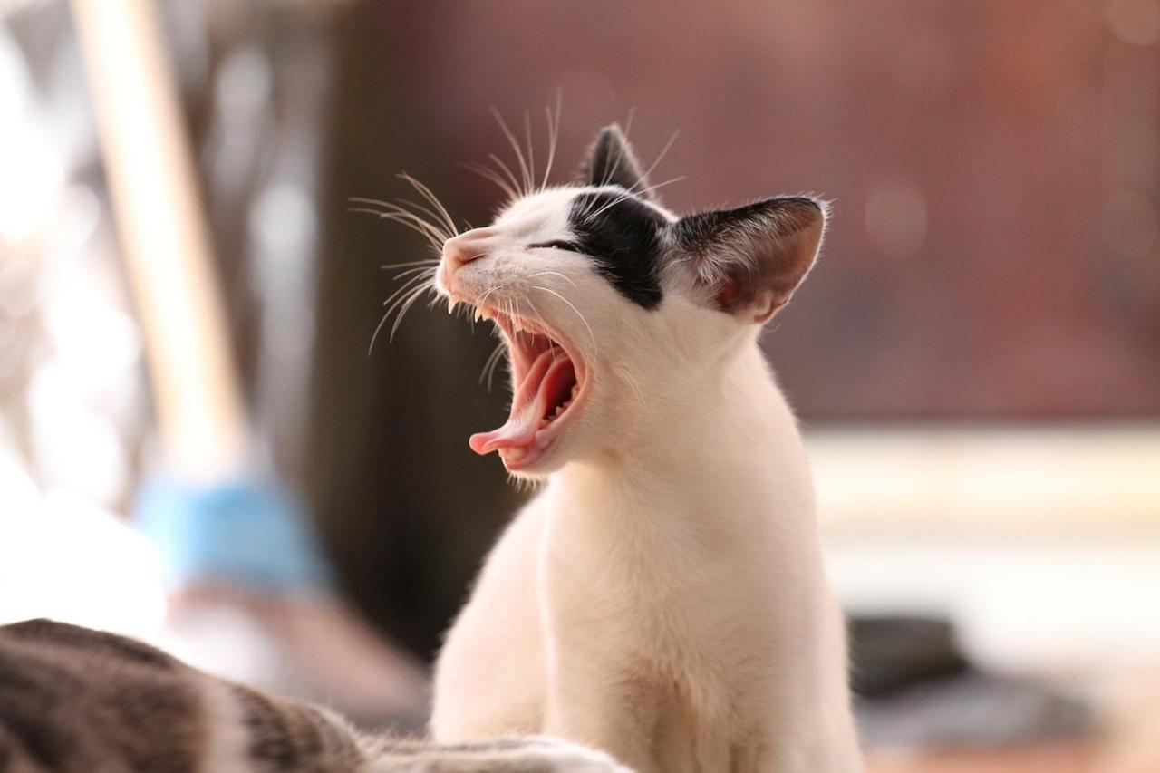 猫と断食の宿 Cat Inn Neko Kunisaki Exterior photo