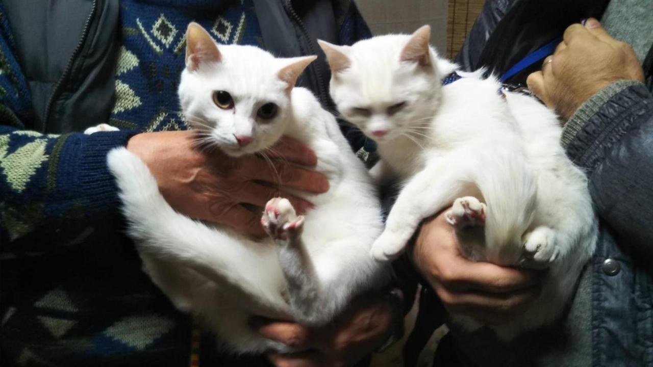 猫と断食の宿 Cat Inn Neko Kunisaki Exterior photo